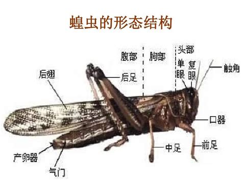 蟋蟀代表號碼|夢見蟋蟀號碼